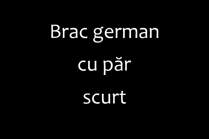 Cauți un câine? Al nostru Brac german cu păr scurt de 2 ani este alert și activ și disponibil pentru adopție! Preț: 2,900.00 Lei.
Contactează Valeriu la (060) 866 295 pentru mai multe detalii.