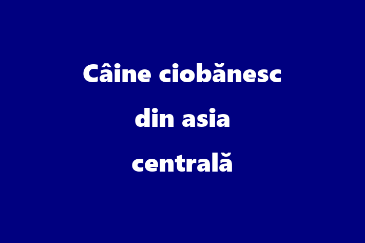 Acest Câine ciobănesc din asia centrală de 2 ani este alert și activ și în așteptarea unei familii iubitoare! La zi cu toate vaccinările. Preț: 2,850.00 Lei.
Contactează Anca la (021) 427557.