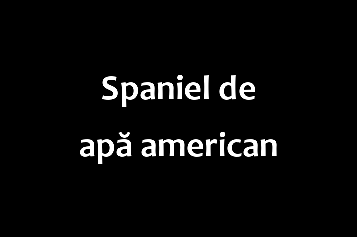 ntlnete Noua Ta Spaniel de ap american Câine in Anenii Noi