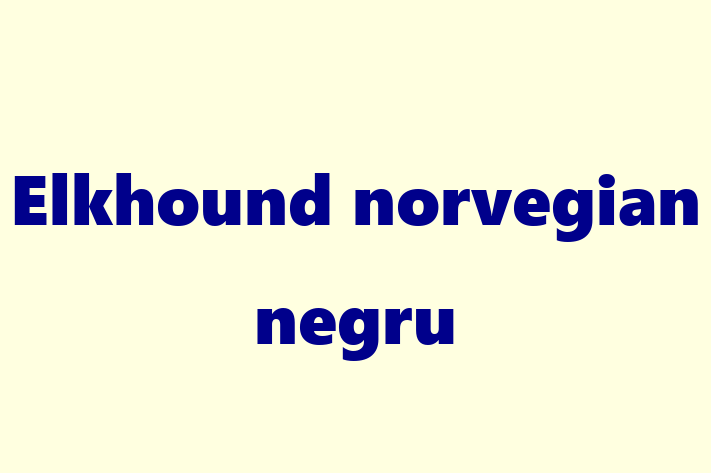 Adopta un Câine Elkhound norvegian negru Disponibil in Cimilia