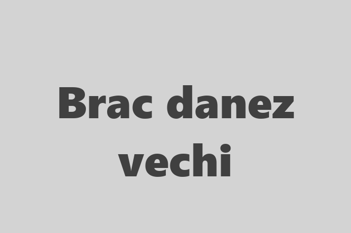 Adorabil Brac danez vechi Câine de Vnzare in tefan Voda