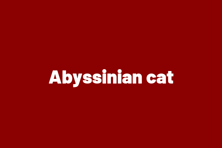 Adopta un Pisica Abyssinian cat Disponibil in Hnceti