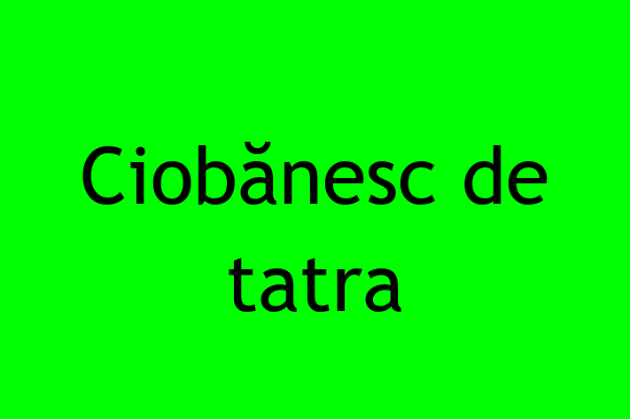 Ciobănesc de tatra de 1 an caută o casă, Preț: 2,700.00 Lei. Contactează Dorina la (069) 291 429.