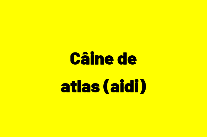 Acest Câine de atlas (aidi) de 2 ani este calm și iubitor și în așteptarea unei familii iubitoare! La zi cu toate vaccinările. Preț: 1,700.00 Lei.
Contactează Alexia la (067) 379 865.