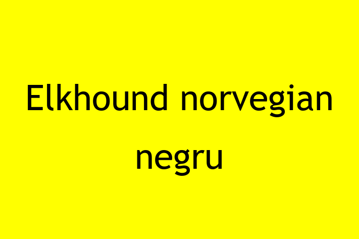 ntlnete Noua Ta Elkhound norvegian negru Câine in Sngerei