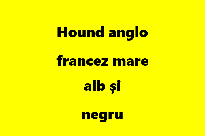 Hound anglo francez mare alb i negru de Vnzare in Teleneti