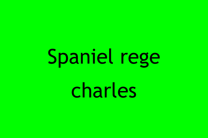 Puii noștri de Spaniel rege charles de 1 an sunt în așteptarea unei case iubitoare! Acești câine sunt blând și prietenos și gata să facă parte din familia ta.
Preț: 2,050.00 Lei. Contactează Victor la (0261) 563753.