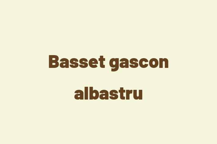 Adopta un Frumos Basset gascon albastru Câine in tefan Voda