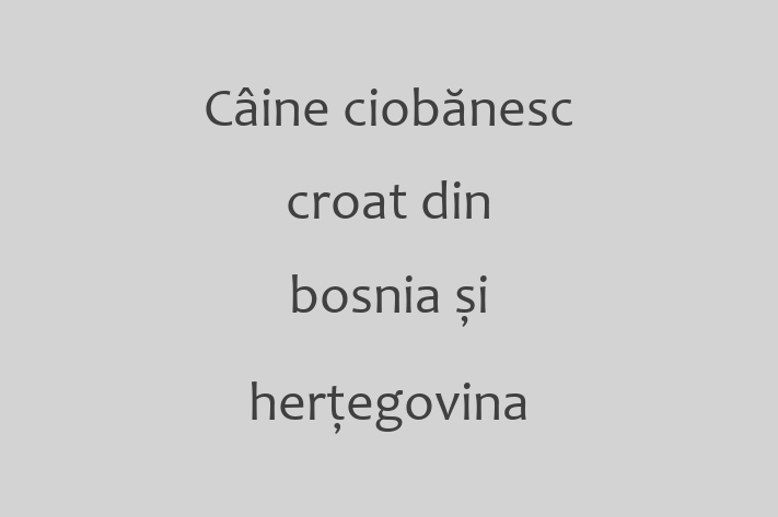 Al nostru Câine ciobănesc croat din bosnia și herțegovina de 2 ani este blând și prietenos și gata pentru o casă permanentă. Vine cu dosar medical și vaccinări. Preț: 450.00 Lei.
Contactează Liviu la (062) 775 834 pentru a programa o întâlnire!