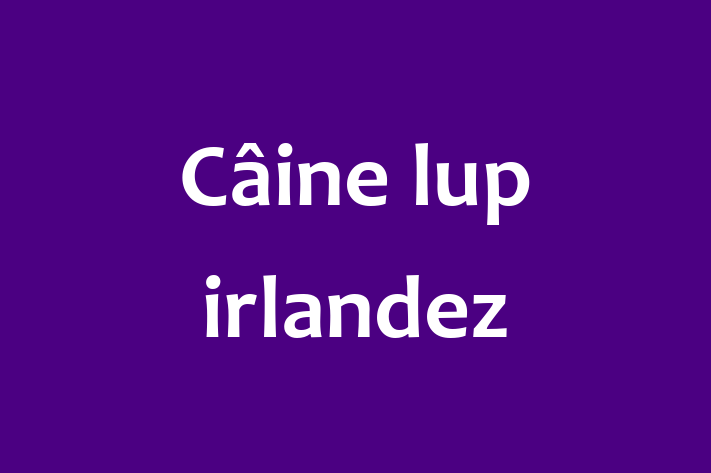 Puii noștri de Câine lup irlandez de 2 ani sunt în așteptarea unei case iubitoare! Acești câine sunt blând și prietenos și gata să facă parte din familia ta.
Preț: 2,700.00 Lei. Contactează Simona la (061) 343 795.