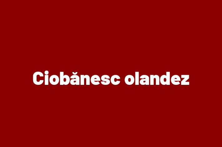 Ciobnesc olandez Câine Pregtit pentru o Cas in Comrat