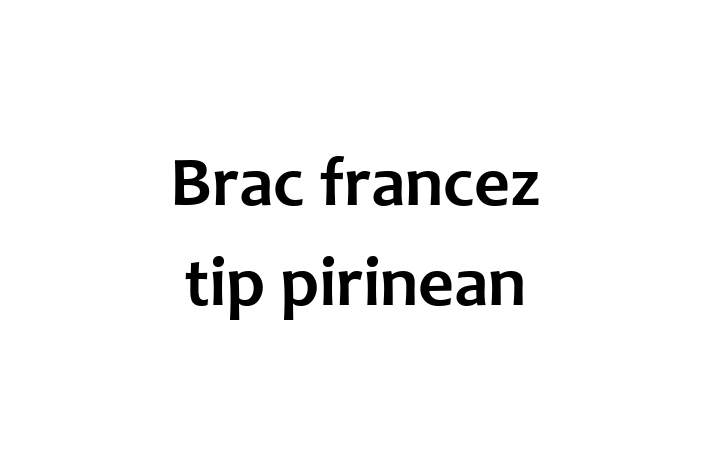 Adopta un Adorabil Brac francez tip pirinean Câine in Comrat