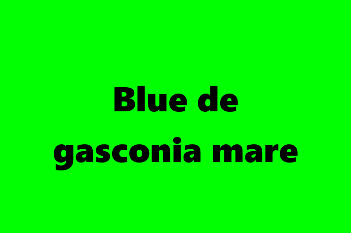 Adopta un Blue de gasconia mare Câine in Basarabeasca