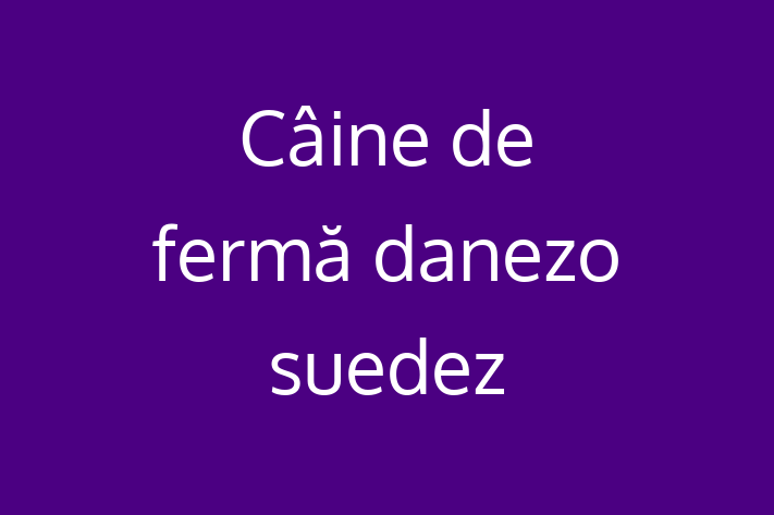 Acest Câine de fermă danezo-suedez de 10 luni este gata să aducă bucurie familiei tale. Sănătos, vaccinat și socializat. Nu rata această ocazie!
Preț: 950.00 Lei. Contactează Marian la (061) 309 172.