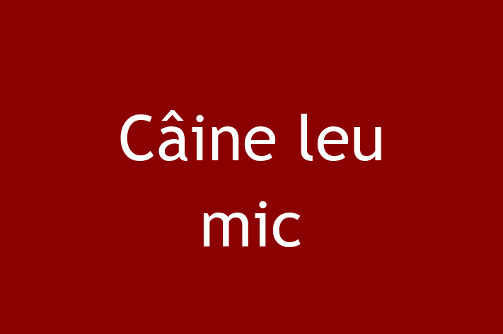 ntlnete Noua Ta Câine leu mic Câine in Cimilia