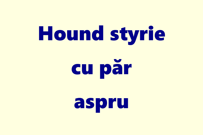 Descoper Noua Ta Hound styrie cu pr aspru Câine in Briceni