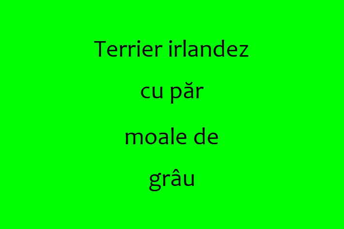 Adoptă acest Terrier irlandez cu păr moale de grâu de 1 an, un câine alert și activ. Vaccinat și sănătos. Preț: 2,700.00 Lei.
Contactează Matei la (0251) 568890.