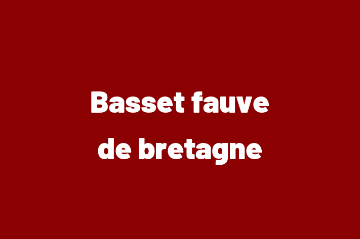 Cine Basset fauve de bretagne de Vnzare in Basarabeasca