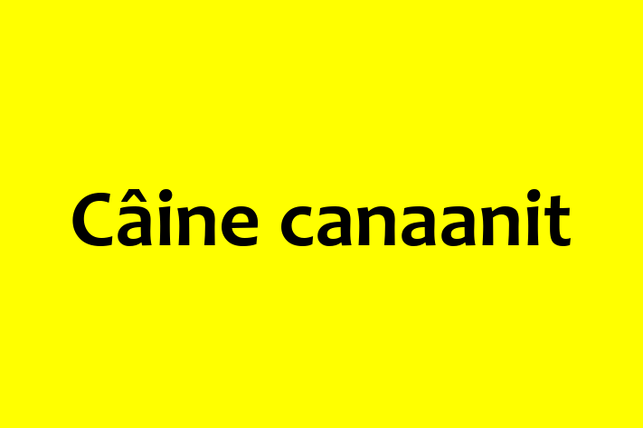 Adoptă acest Câine canaanit de 1 an, un câine calm și iubitor. Vaccinat și sănătos. Preț: 2,200.00 Lei.
Contactează Violeta la (0269) 951801.