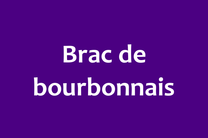 Adopta un Frumos Brac de bourbonnais Câine in tefan Voda