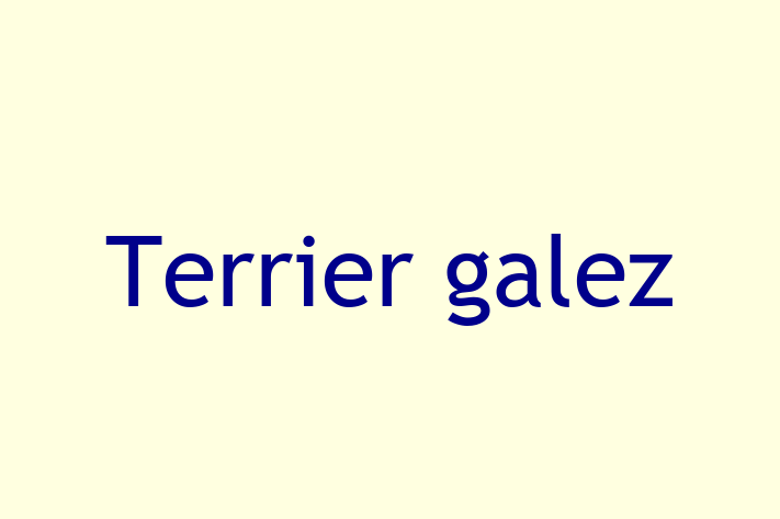 🌟 Întâlnește adorabilul nostru Terrier galez de 1 an! Acest câine este blând și prietenos și gata pentru o nouă familie. 📍 Locație: Ocnița | 💵 Preț: 1,400.00 Lei
📞 Contactează Florin la (0275) 880493 pentru a programa o vizită!