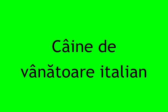 Cine de vntoare italian Câine de Adopie in oldneti