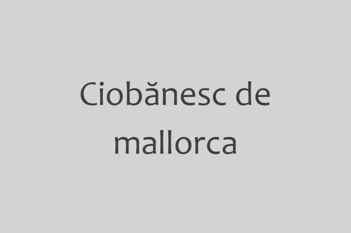 Ciobnesc de mallorca Câine Pregtit pentru o Cas in Rezina