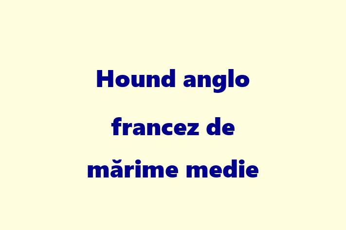 Pui de Hound anglo francez de mrime medie Câine de Vnzare in Ocnia