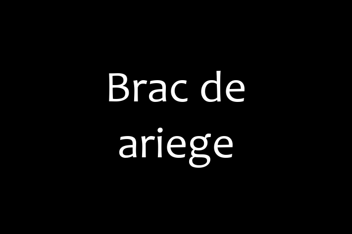 Cine Brac de ariege de Vnzare in Clrai