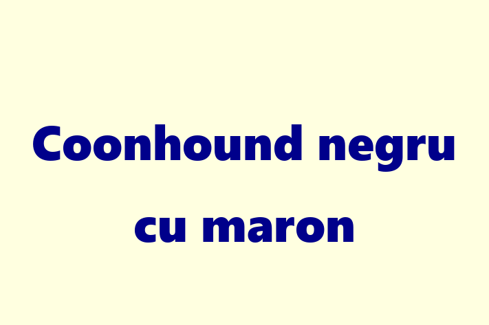 Coonhound negru cu maron Câine Disponibil Acum in Ungheni