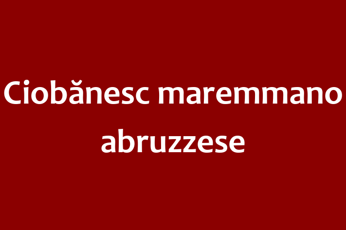 Întâlnește adorabilul nostru Ciobănesc maremmano abruzzese de 2 ani! energic și amuzant și la zi cu vaccinările. Preț: 1,050.00 Lei.
Contactează Gabriel la (078) 937 893 pentru mai multe detalii.