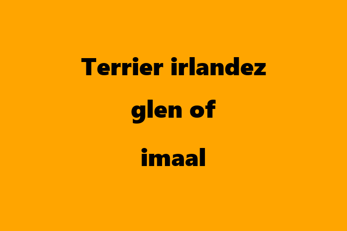 Terrier irlandez glen of imaal de Vnzare in Glodeni