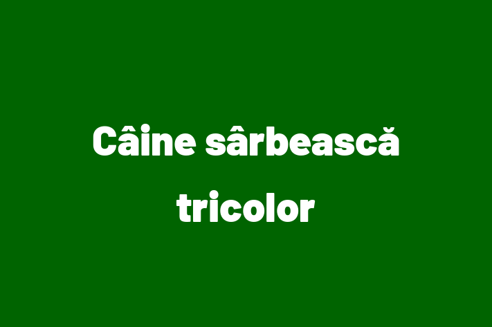 Cine srbeasc tricolor Câine Pregtit pentru o Cas in oldneti