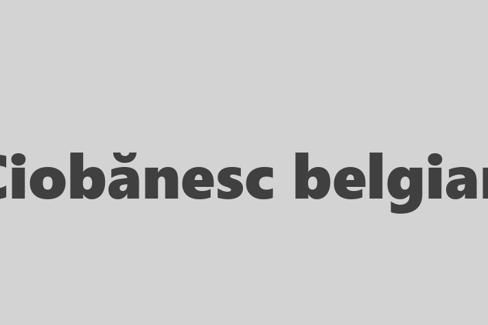 ntlnete Noua Ta Ciobnesc belgian Câine in Cimilia