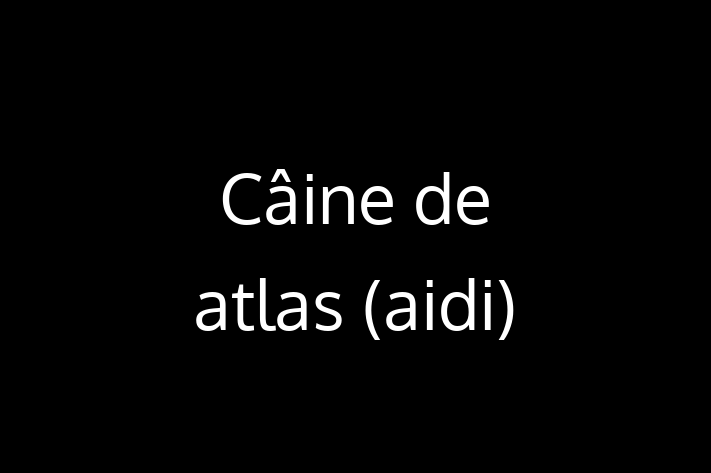 Cine Câine de atlas aidi de Vnzare in Bli