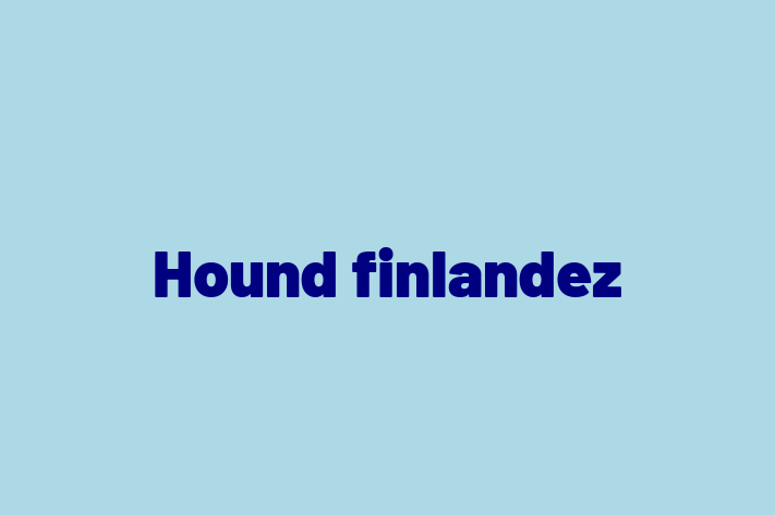 Adopta un Adorabil Hound finlandez Câine in Dondueni