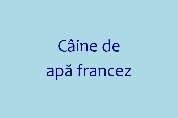 ntlnete Noua Ta Câine de ap francez Câine in Clrai