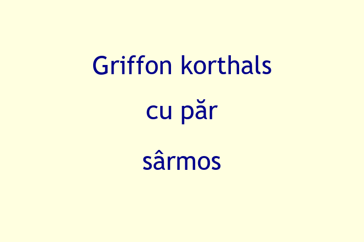 Superb Griffon korthals cu pr srmos Câine de Vnzare in Cimilia