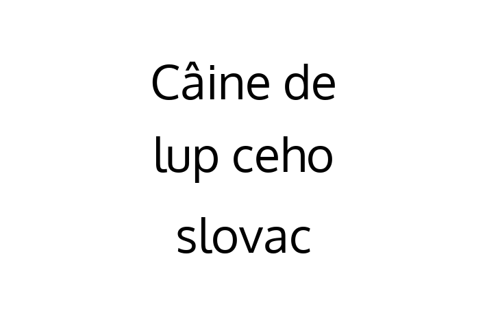 Îți prezentăm un câine adorabil, calm și iubitor și sănătos. Are 1 an și este gata să fie adoptat. Preț: 1,950.00 Lei. Contactează Marian la (067) 283 817 pentru mai multe detalii.