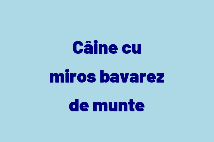 Adopta un Câine Cine cu miros bavarez de munte Disponibil in Comrat