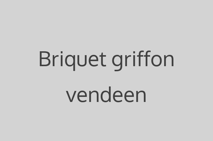 Un Nou Briquet griffon vendeen Câine te Ateapt in oldneti