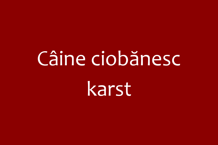 Puii noștri de Câine ciobănesc karst de 5 luni sunt în așteptarea unei case iubitoare! Acești câine sunt blând și prietenos și gata să facă parte din familia ta.
Preț: 1,700.00 Lei. Contactează Patricia la (063) 519 187.