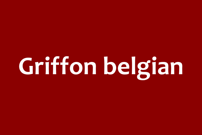 Adopta un Griffon belgian Câine in Sngerei