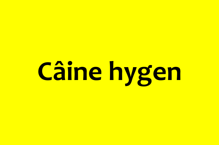 Cine hygen Câine de Adopie in Cueni