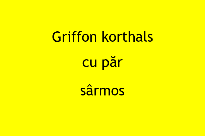 Griffon korthals cu pr srmos Câine de Adopie in Ocnia