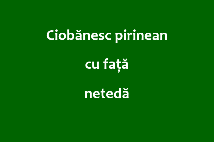 Cauți un câine? Al nostru Ciobănesc pirinean cu față netedă de 1 an este blând și prietenos și disponibil pentru adopție! Preț: 300.00 Lei.
Contactează Camil la (062) 72 933 pentru mai multe detalii.