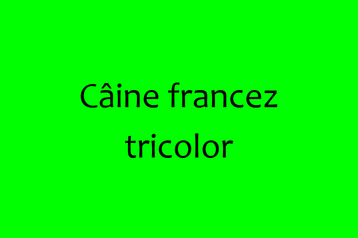 Adoptă acest Câine francez tricolor de 10 luni! blând și prietenos, vaccinat și în așteptarea unei noi familii. Preț: 2,050.00 Lei. Contactează Viorica la (0275) 117808.