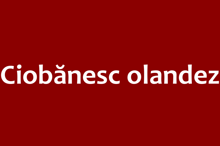 Ciobănesc olandez de 1 an caută o casă, Preț: 2,500.00 Lei. Contactează Doru la (021) 948111.