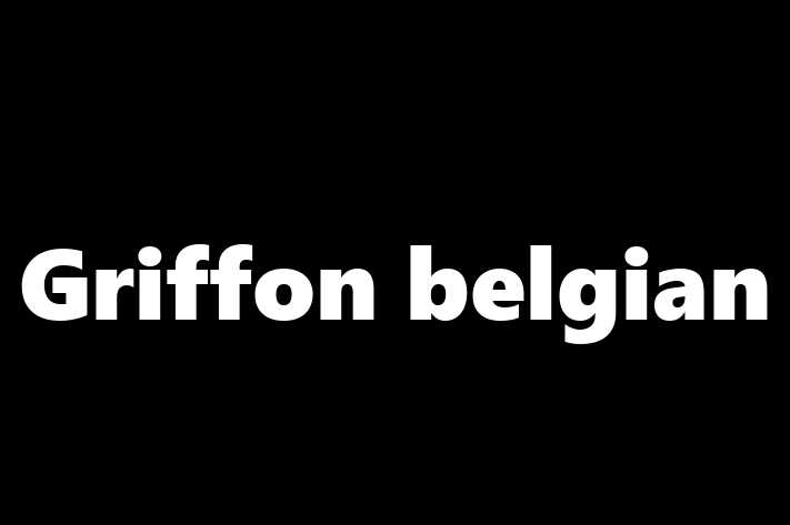 Puii noștri de Griffon belgian de 1 an sunt în așteptarea unei case iubitoare! Acești câine sunt blând și prietenos și gata să facă parte din familia ta.
Preț: 1,550.00 Lei. Contactează Maria la (063) 30 456.