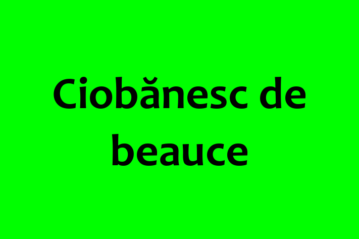 Adopt un Ciobnesc de beauce Câine Fericit in Ocnia